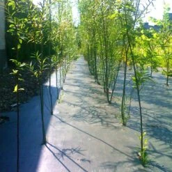 3 Ft. X 50 Ft. Premium Weed Barrier Fabric Heavy-Duty, Weed Barrier Landscape Fabric -Vevor vevor landscape fabric fcb 0 9m15 2m 5ozv0 76 1000