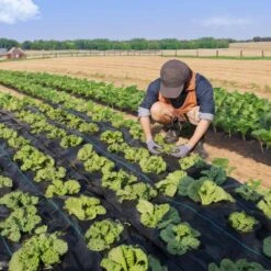 Weed Barrier Landscape Fabric 6 Ft. X 300 Ft. Premium Heavy Duty 3O Z Woven Weed Control Fabric Underlayment -Vevor vevor landscape fabric jbxbz6300ft3z23njv0 31 1000