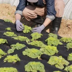 Weed Barrier Fabric Non Woven Geotextile Fabric Under Gravel 10 X 100 FT 8 OZ Driveway Landscape Fabric Ground Cover 17 Weed Barrier Fabric Non Woven Geotextile Fabric Under Gravel 10 X 100 FT 8 OZ Driveway Landscape Fabric Ground Cover -Vevor vevor landscape fabric wfb10100ft808q6frv0 31 1000