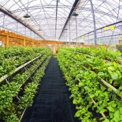 6 Ft. X 300 Ft. Premium Weed Barrier Fabric Heavy-Duty, Weed Barrier Landscape Fabric -Vevor vevor landscape fabric zzzp6x300yc3 2oz1v0 31 1000